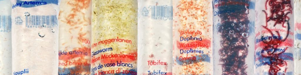 live tubifex, bloodworm, daphnia, glass worms, copepods and brine shrimp, that can be sent to you by post in England, Scotland, Northern Ireland, Wales and Cornwall.