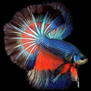 Live fish food for your tropical fish to help colouration and overall health. This is a fighter fish.