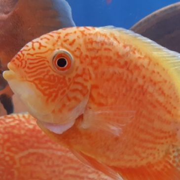 Owning an aquarium benefits wellbeing